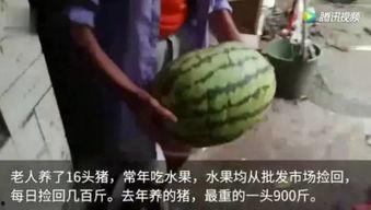 网友每日吃瓜,揭秘娱乐圈幕后真相