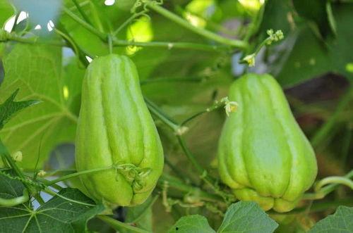 宝宝吃佛手瓜好吗,宝宝辅食中的营养佳品