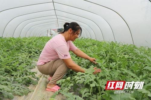 华强吃大棚瓜,绿色生态，美味共享