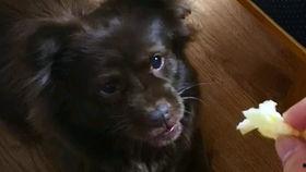 狗子吃瓜被揍,引发网友热议