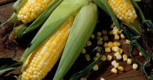 苞米公主吃瓜集,苞米公主的瓜田奇遇记