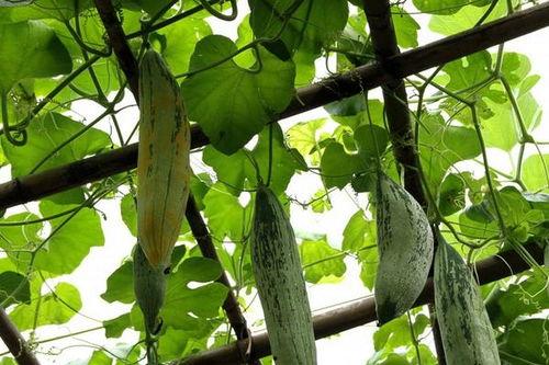 吃老鼠瓜事件,揭秘神秘瓜果背后的惊悚真相