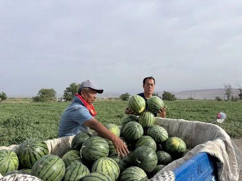 追打吃瓜,一场吃瓜群众的狂欢盛宴