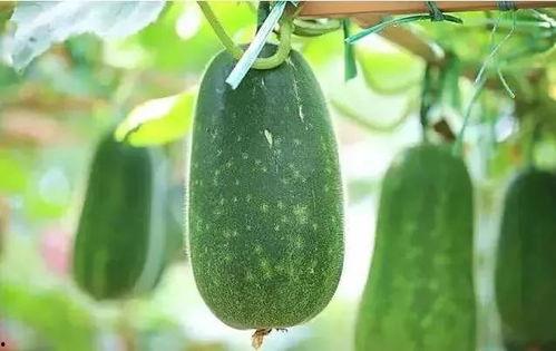 杨瓜什么季节吃,夏季消暑佳品