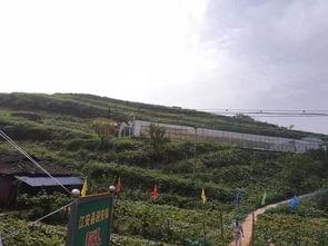 吃瓜来了兴宾区,揭秘兴宾区美食风情