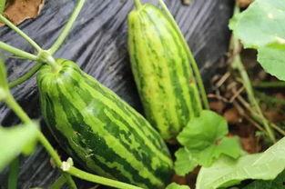 内涵吃瓜网地址,网络热点的幕后故事