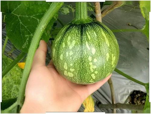 小慈吃瓜,揭秘娱乐圈那些不为人知的幕后故事