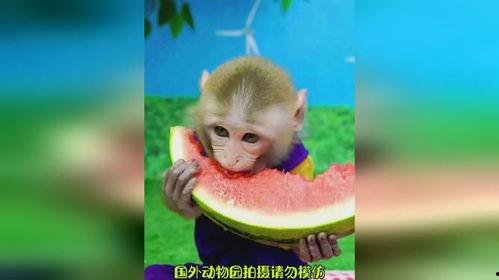 吃瓜的大猴,揭秘娱乐圈那些不为人知的幕后故事